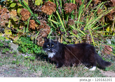A lovely black and white cat is comfortably laying in the green grass 120182201