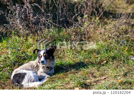 A black and white dog is comfortably laying in the green grass A black and white dog is comfortably laying in the green grass 120182204