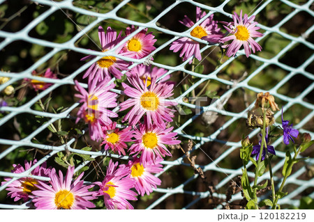 Behind a white mesh fence, there are purple flowers with vibrant yellow centers Behind a white mesh fence, there are purple flowers with vibrant yellow centers 120182219