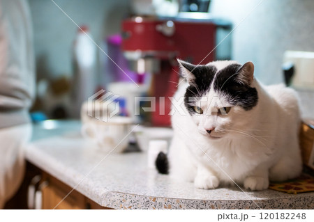 A black and white domestic cat is sitting comfortably on a kitchen counter A black and white domestic cat is sitting comfortably on a kitchen counter 120182248