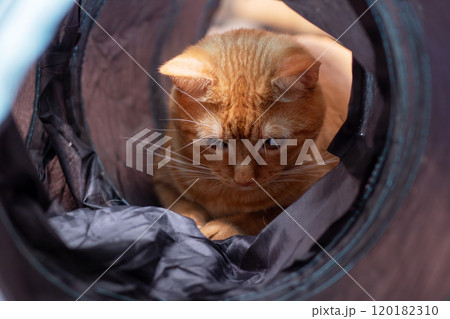 A small cat is comfortably laying inside a bag that has a printed on it A small cat is comfortably laying inside a bag that has a printed on it 120182310
