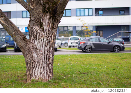 A vehicle, specifically a car, is parked in a parking lot adjacent to a tree A vehicle, specifically a car, is parked in a parking lot adjacent to a tree 120182324