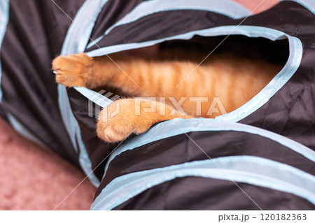 A small cat is comfortably laying inside a bag that has a printed on it 120182363