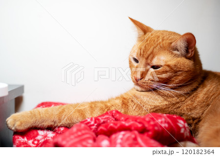 An orangecolored cat is comfortably laying on a vibrant red blanket An orangecolored cat is comfortably laying on a vibrant red blanket 120182364