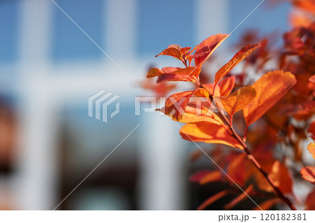 A detailed close up view of a tree branch featuring vibrant red leaves 120182381