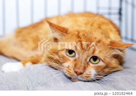 An orange cat is lounging on a soft blanket, gazing at the camera 120182464