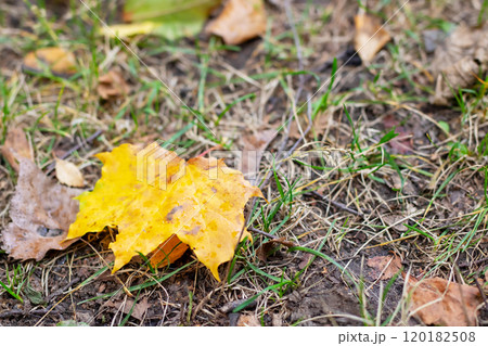A collection of various leaves is spread out on the ground amid the grass 120182508