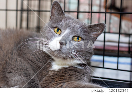 A gray and white cat with striking yellow eyes is laying calmly in a cage A gray and white cat with striking yellow eyes is laying calmly in a cage 120182545
