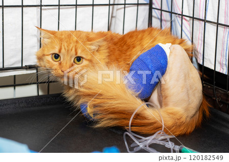 A cat with a bandage on its leg is currently in a cage 120182549