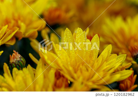 beautiful bushes of yellow chrysanthemum flowers 120182962