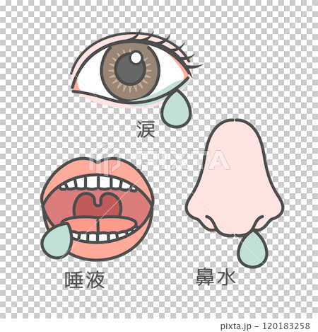 目 口 鼻 涙 鼻水 唾液 イラスト(説明あり) 目 口 鼻 涙 鼻水 唾液 イラスト(説明あり) 120183258