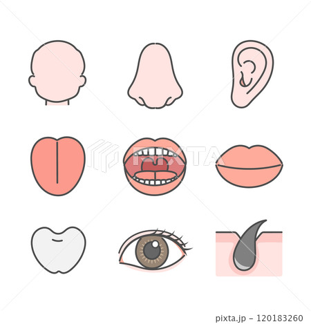 人体　顔パーツ　イラスト　セット 120183260