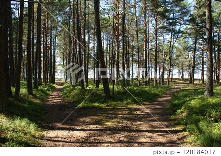 Pine forest by the Baltic Sea. Crossroads of two sandy roads in the forest. Pine forest by the Baltic Sea. Crossroads of two sandy roads in the forest. 120184017