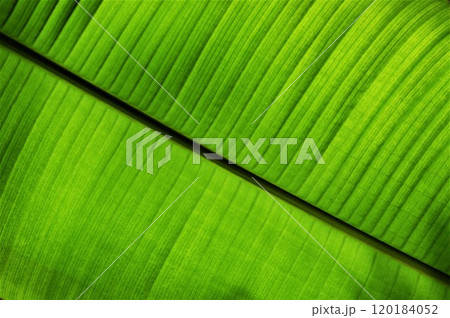 Banana tree leaf in thailand garden. The structure of a palm leaf. Banana tree leaf in thailand garden. The structure of a palm leaf. 120184052