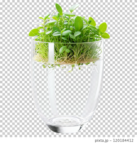 A refreshing blend of microgreens in a tall, slender glass bowl, featuring a mix of mint, lemon verbena, 120184412