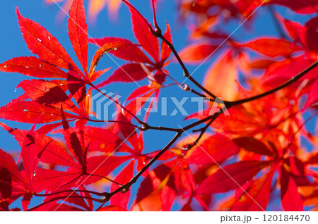 秋空と紅葉したモミジ 秋空と紅葉したモミジ 120184470