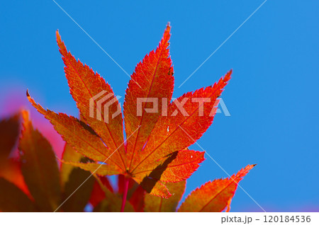 秋空と紅葉したモミジの葉 120184536