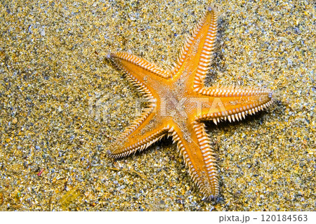 Starfish, Cabo Cope-Puntas del Calnegre Natural Park, Spain 120184563