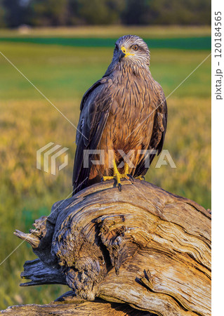 Black Kite 120184565