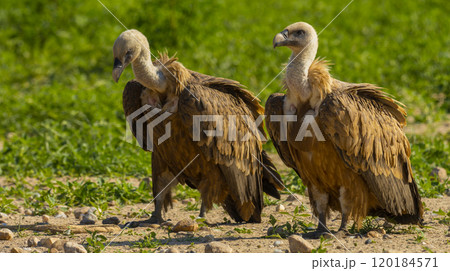 Eurasian Griffon Vulture Eurasian Griffon Vulture 120184571