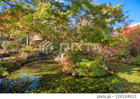 群馬県渋川市 伊香保温泉、ハワイ王国公使別邸 日本庭園 群馬県渋川市 伊香保温泉、ハワイ王国公使別邸 日本庭園 120184613