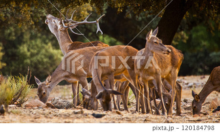 Red Deer, Monfrague National Park, Spain Red Deer, Monfrague National Park, Spain 120184798