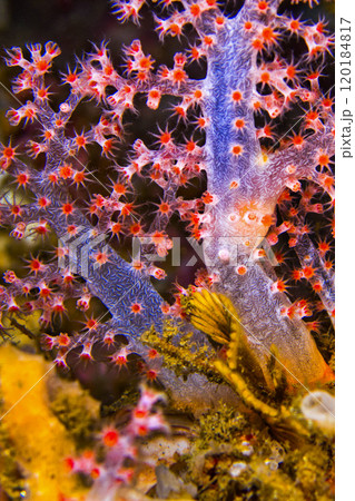 Multi-branched Coral Trees, Indonesia 120184817