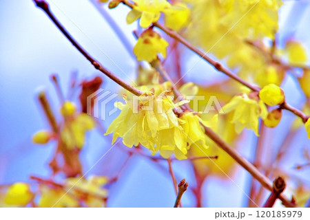 蝋梅の花が咲きました 120185979