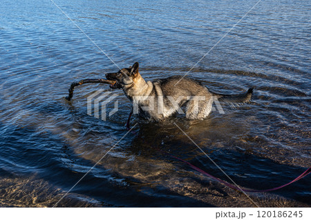A young happy German Shepherd plays with a stick in a lake. Blue water and mountains in the background A young happy German Shepherd plays with a stick in a lake. Blue water and mountains in the background 120186245