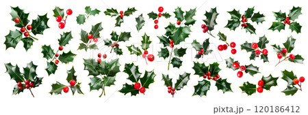 Set of isolated Holly branches on a transparent background for ornamental Christmas and New Year party decoration elements. AI generated. 120186412
