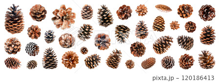 Set of isolated pinecones on a transparent background for ornamental Christmas and New Year party decoration elements. AI generated. 120186413