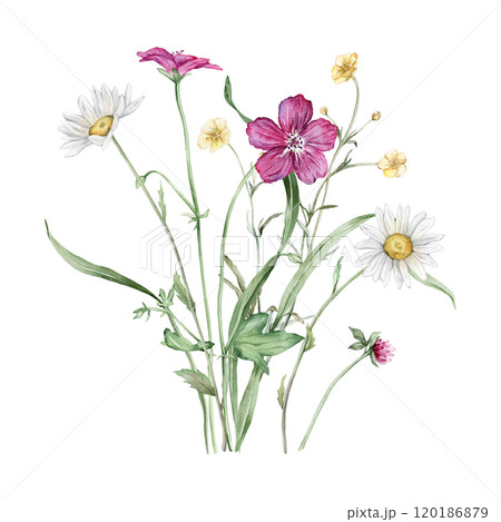 Watercolor botanical set of bouquets of summer meadow flowers. Hand drawn illustration of chamomile and forest Geranium. Yellow white and purple pink flowers and green grass on isolated background. 120186879