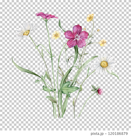 Watercolor botanical set of bouquets of summer meadow flowers. Hand drawn illustration of chamomile and forest Geranium. Yellow white and purple pink flowers and green grass on isolated background. 120186879