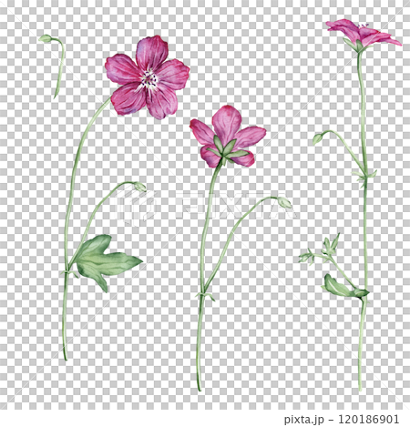 Watercolor hand drawn botanical illustration forest Geranium. Set of meadow wild plant red or purple flowers and leaves geranium isolated on white background. Watercolor hand drawn botanical illustration forest Geranium. Set of meadow wild plant red or purple flowers and leaves geranium isolated on white background. 120186901