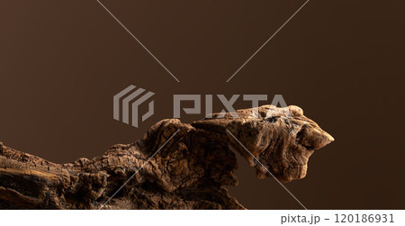 Dried wooden snag on a brown background. 120186931