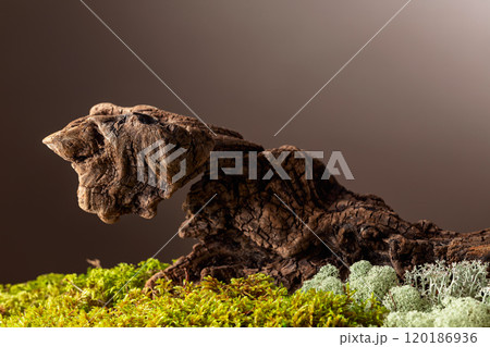 Dried wooden snag with natural moss and lichen. 120186936