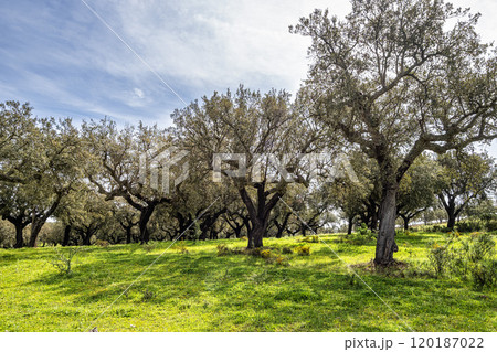Cork Oak forest at Hortas de Baixo near Arronches, Alentejo, Portugal. 120187022