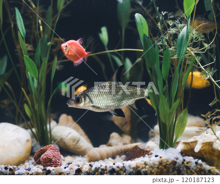 Fish tank filled with colorful fish and lush plants 120187123