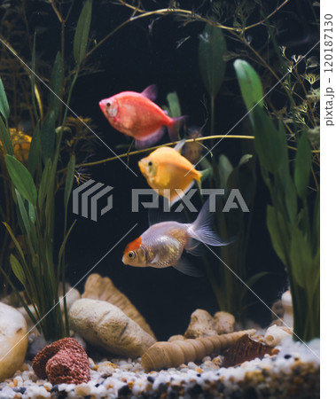Fish tank filled with colorful fish and lush plants Fish tank filled with colorful fish and lush plants 120187130
