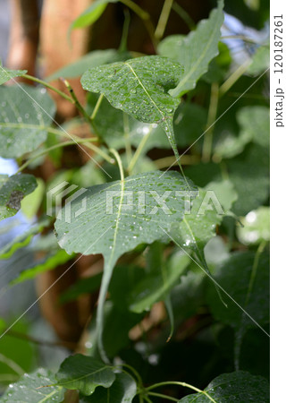 インドボダイジュ 120187261