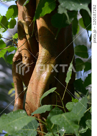 インドボダイジュ 120187262