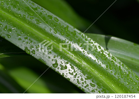 葉の雫 葉模様 葉の雫 葉模様 120187454