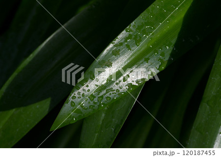 葉の雫　葉模様 120187455