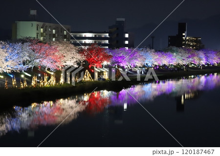 川にうつるカラフルにライトアップされた夜桜の並木 川にうつるカラフルにライトアップされた夜桜の並木 120187467