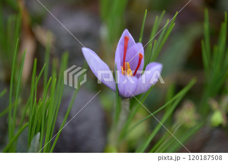 サフラン 120187508