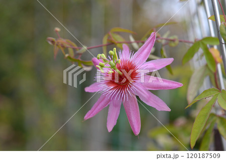 ピンクの時計草 120187509
