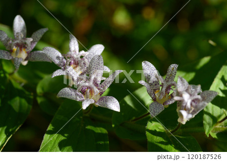 ホトトギス 120187526