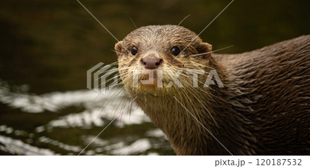 Asian small-clawed otter (Aonyx/Amblonyx cinerea) portrait Asian small-clawed otter (Aonyx/Amblonyx cinerea) portrait 120187532