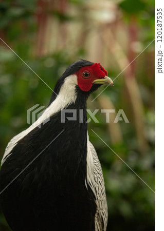 male silver pheasant, native to Thailand male silver pheasant, native to Thailand 120187535