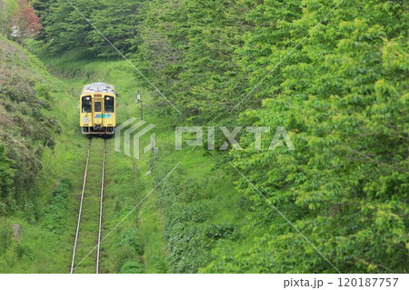 新緑の桜並木と平成筑豊鉄道 120187757